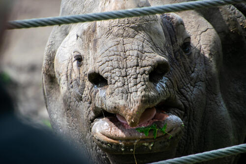 Closeup of rhino